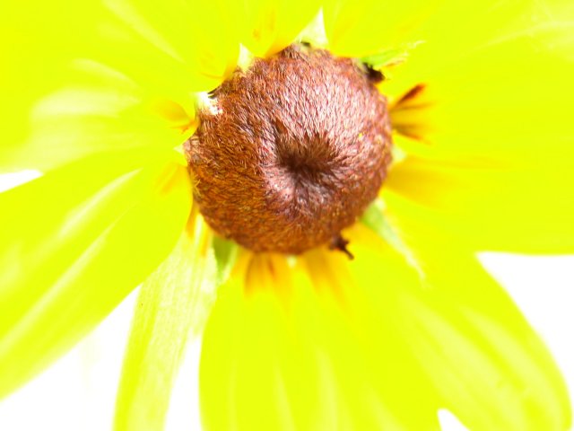 [Rudbeckia]