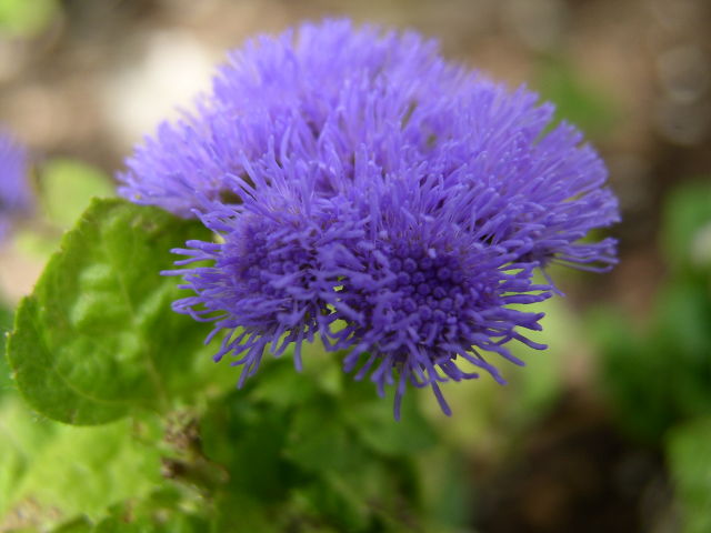[Ageratum]