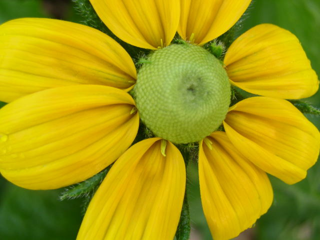 [Rudbeckia]