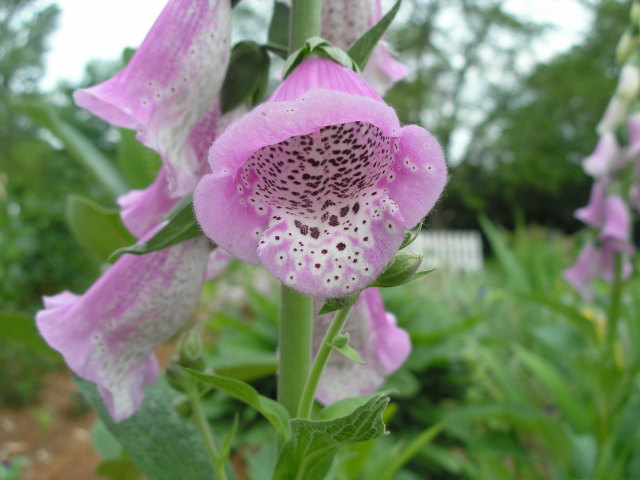 [Digitalis (Foxglove)]