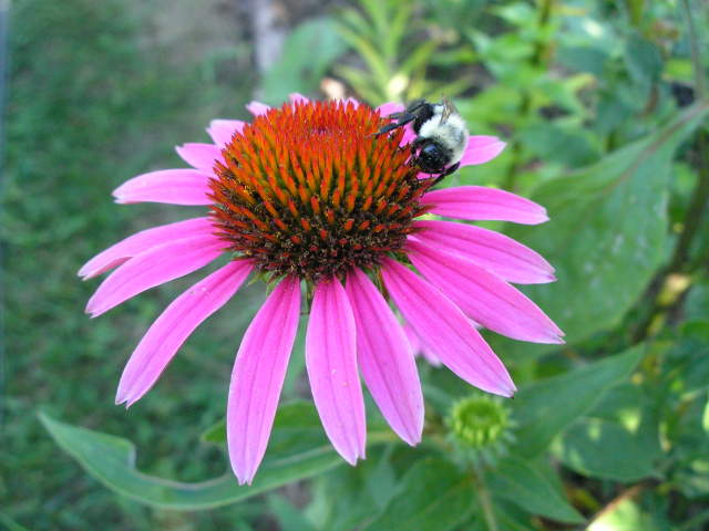 [Purple Coneflower]