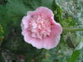 [Hollyhock]