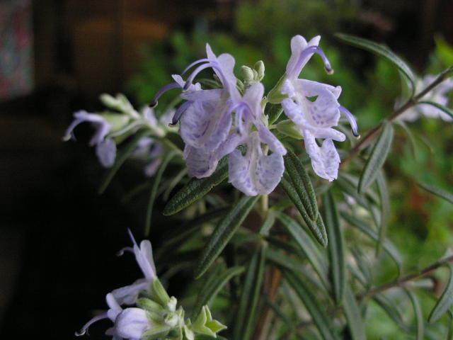 [Rosemary]