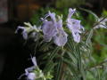 [Rosemary]